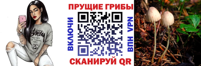 наркотики  Моршанск  Галлюциногенные грибы Cubensis 